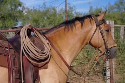 Saddled-&-Ready