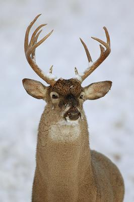 Snow-Buck