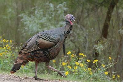 Turkey-Leg-Up