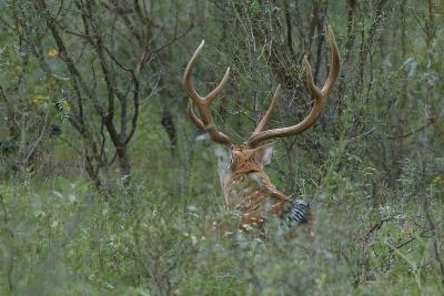 Axis-Buck-Resting