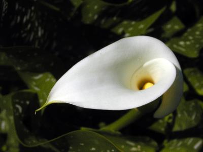 calla2.jpg