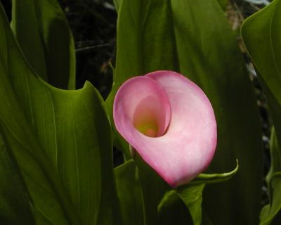 goodpinkcalla.jpg