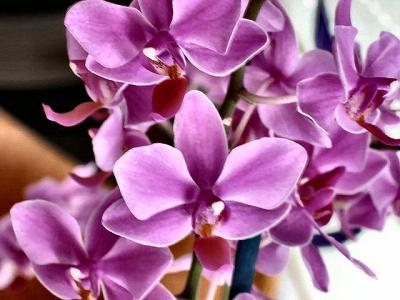 orchid.JPG