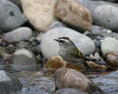 Golden-crowned Kinglet