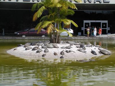 Club Med For Turtles