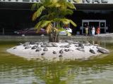 Club Med For Turtles