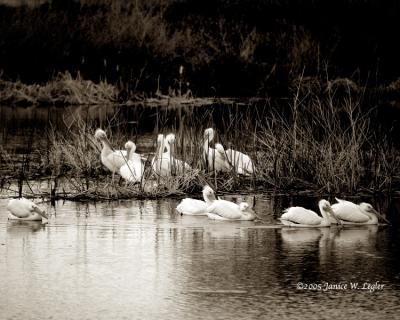 Sepia 2922.pond. musings.web.jpg