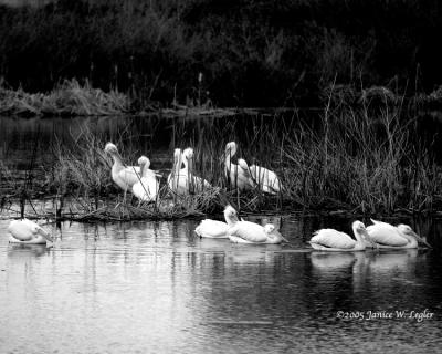 7.2922.b&w.pond.musings.web.jpg