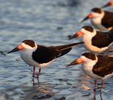 black skimmers