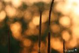 cattails at sunset