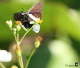 mangrove skipper on spanish needles