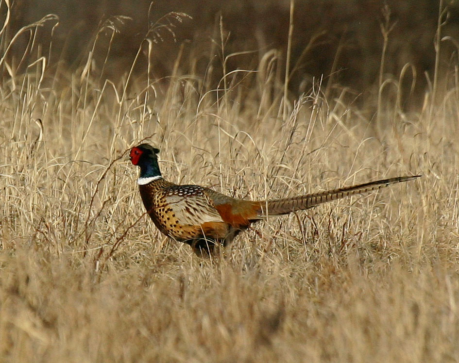 Ringneck 100% crop