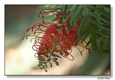 Grevillia.jpg
