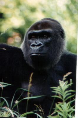 Atlanta Zoo Gorilla