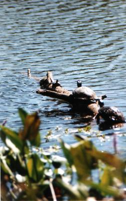 Turtles in Augusta Ga canal