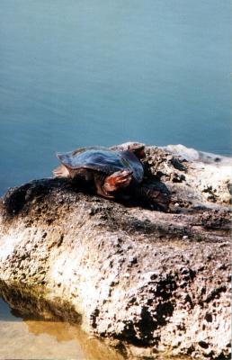 Turtle in the Fla Keys.
