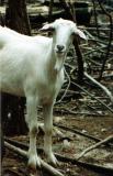 Ferns goat