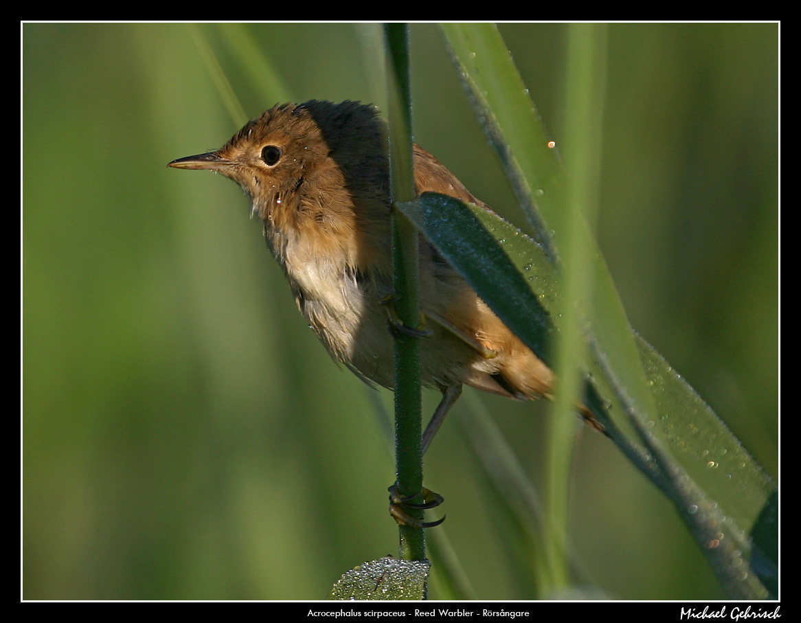 Marsh warbler, Silvkra