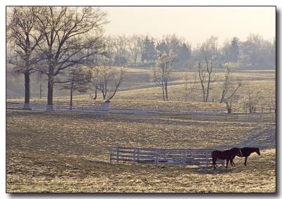 horses7968.jpg