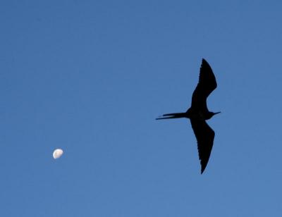 frigate and moon 3