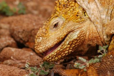 Land Iguana 2