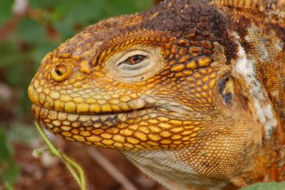 Land Iguana 1
