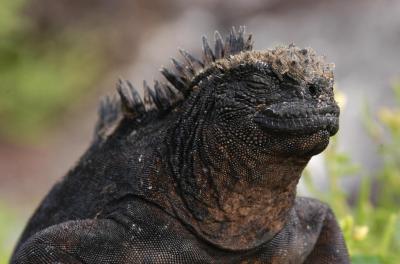 Marine Iguana 3