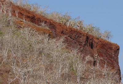 cliffside trees