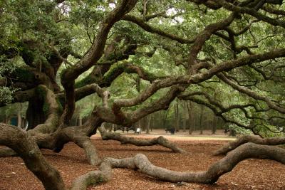 Angel Oak.jpg