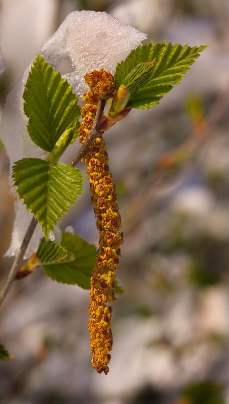 Snow on Birch Tree    by Shelby Frisch