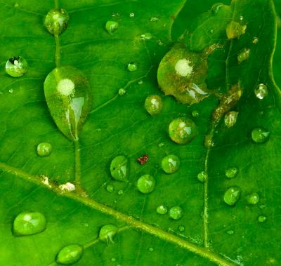 Pollen on Water Drops by Warren Sarle