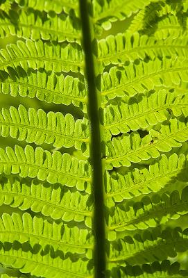 Spring Fern by Quentin Bargate