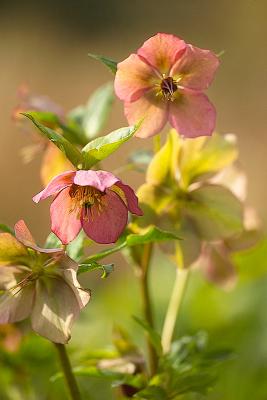 Pink Hellebores by Quentin Bargate