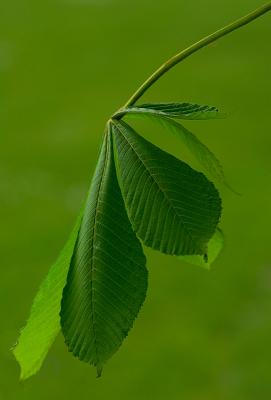 Horse Chestnut coming into leaf by jono slack