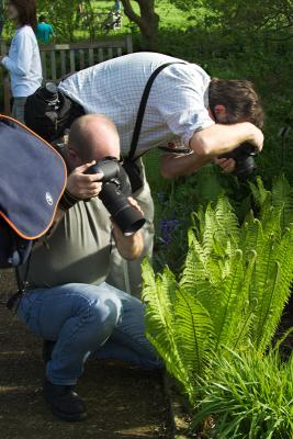 The Annual Spring Fern Shoot by Flick Merauld