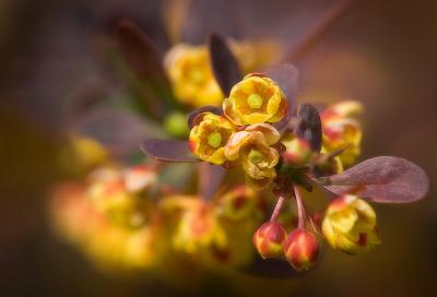 Berberis in Spring by Quentin Bargate