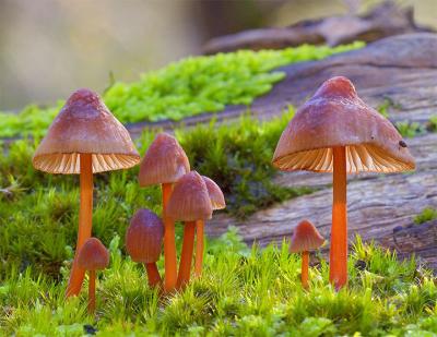 Poisonous Toadstools by Paul Rohal