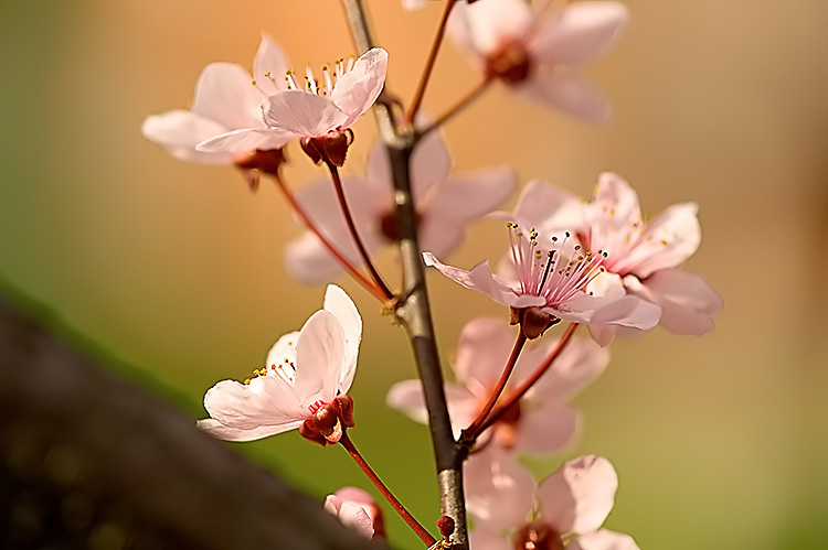 Blossoms 2 by Francesco Tonelli