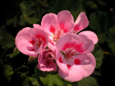 geranium.jpg