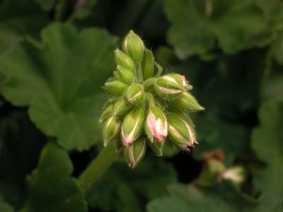 geraniumbud2.jpg