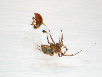 spiderbug2.jpg