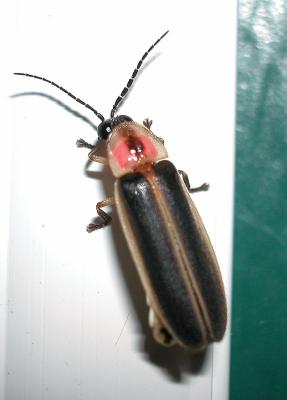litebug.jpg