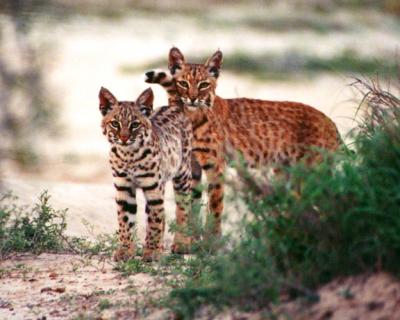 u11/krviera/medium/42863069.Bobcats.jpg