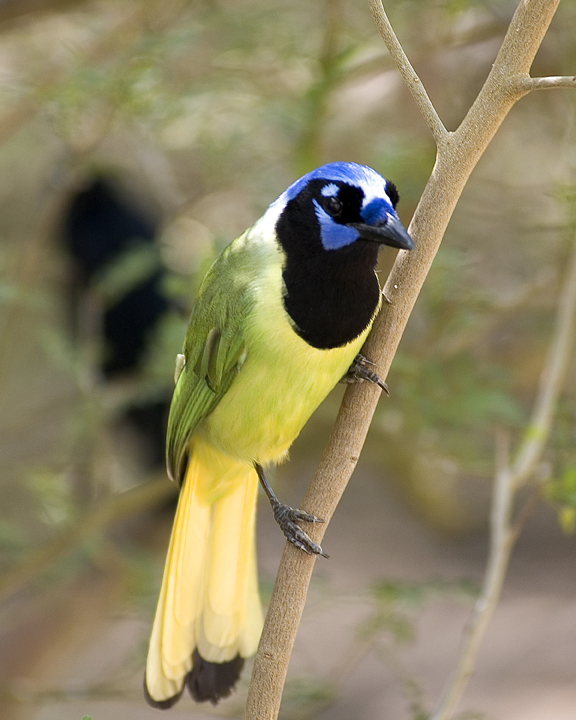 Green Jay