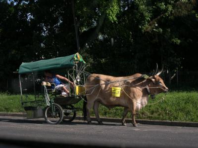 u11/laine82/medium/38133167.CareforaRide.jpg