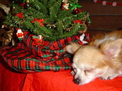 Twas the night before Christmas and all through the house, not a creature was stirring...