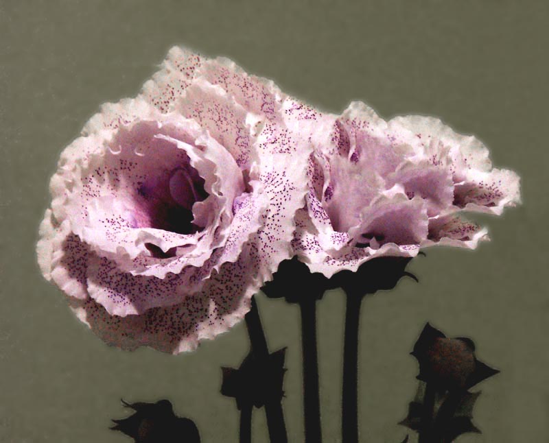Peonies, arent they?
