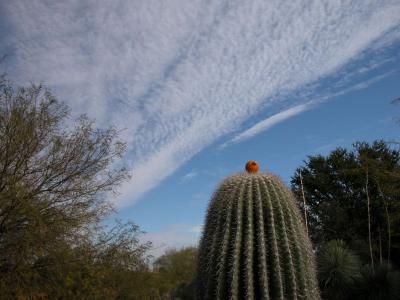 View of Desert in Tucson, AZ