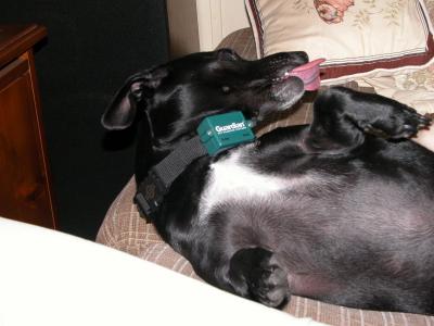 Dad's Crazy Pooch