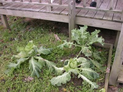 Home-Grown Collards! (Dad's Place)